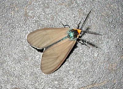 Virginia Ctenuchid Moth