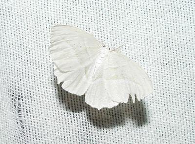 Pale Beauty (Campea perlata)