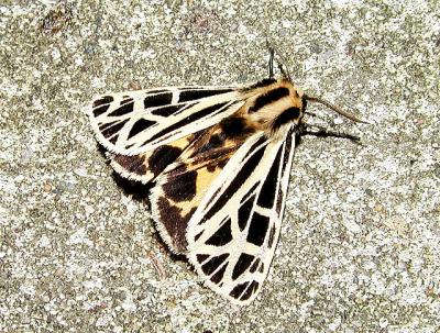 Anna Tiger Moth (Grammia anna) male