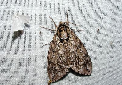 left: Pink-striped Willow Spanworm (Cabera variolaria ) right:Catalpa Sphinx (Ceratomia catalpae)