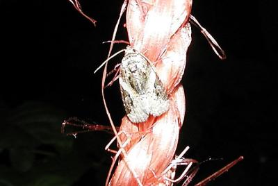 Pink Barred Lithacodia (Lithacodia carneola)
