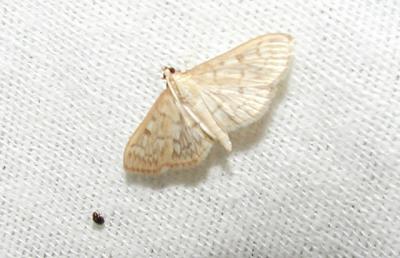 Herpetogramma thestealis
