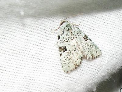 Green Leuconycta (Leuconycta diphteroides)