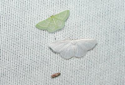 top: Wavy Lined Emerald (Synchlora aerata) Bottom: Pink Striped Willow Spanworm Moth (Cabera variolaria)