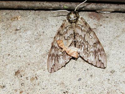 large moth: Waved Sphinx (Ceratomia undulosa) small moth: Threelined Leafroller (Pandemis limitata)