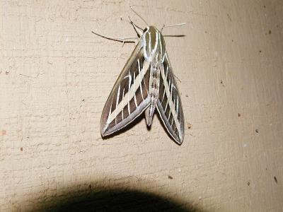 White-lined Sphinx (Hyles lineata)