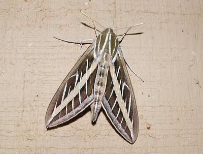 White-lined Sphinx (Hyles lineata)