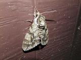 Waved Sphinx Moth  (Ceratomia undulosa)