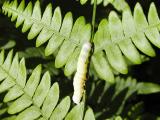 Shivering Pinion caterpillar (Lithophane querquera)