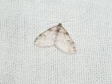 Powdered Bigwing (Lobophora nivigerata){Geometridae, Larentiinae}