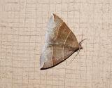 Maple Looper Moth (Parallelia bistriaris)
