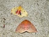 Io Moths (male/female)