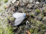 Virginia Ctenuchid Moth