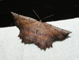 Johnson's Euchlaena (Euchlaena johnsonaria)