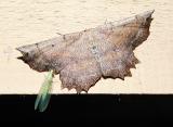 Johnson's Euchlaena (Euchlaena johnsonaria)