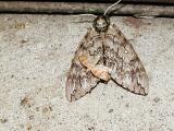 large moth: Waved Sphinx (Ceratomia undulosa) small moth: Threelined Leafroller (Pandemis limitata)