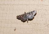 Spotted Beet Webworm Moth (Hymenia perspectalis)