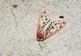 Arge Moth (Grammia arge) -underside