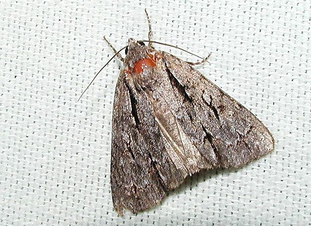 Interrupted Dagger Moth (Acronicta interrupta)