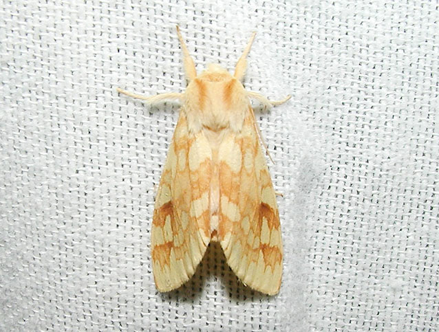 Spotted Tussock Moth- Lophocampa maculata (Arctiidae)