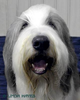 u11/lindah/medium/11076927.BusterBearddCollieWEBcopy.jpg