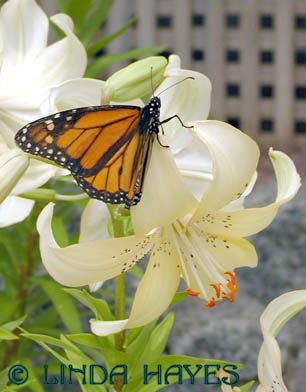 Monarch Lily 798