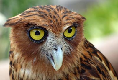 Philippine Eagle-Owl
(A PHILIPPINE ENDEMIC)

Scientific name - Bubo philippensis

Habitat - Uncommon, poorly known, occurs in forest and forest edge often near water and in coconut plantations with patches of second growth.

[NOTE - TAKEN IN CAPTIVITY, Montalban Zoo, Rizal, Philippines)