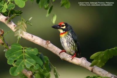 Coppersmith Barbet

Scientific name - Megalaima haemacephala

Habitat - Common in forest and edge, usually in the canopy.