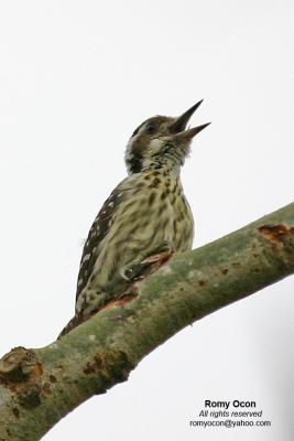 Philippine Pygmy Woodpecker
(Philippine endemic)

Scientific name - Dendrocopos maculatus

Habitat - Smallest Philippine woodpecker, common in lowland and montane forest and edge, 
in understory and canopy, often in mixed flocks foraging up branches and trees.