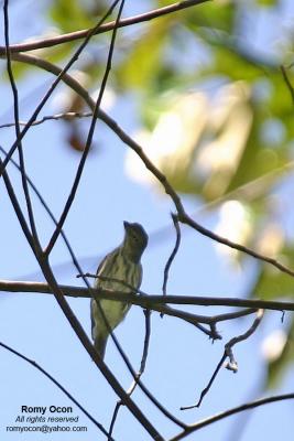 Striped Flowerpecker
(A PHILIPPINE ENDEMIC)

Scientific name - Dicaeum aeruginosum

Habitat - Uncommon in canopy of forest and edge. Shy.