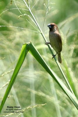 Scaly-Breasted Munia 

Scientific name: Lonchura punctulata 
Habitat: Ricefileds, grasslands, gardens and shrubs. 


