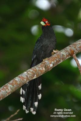 Red-Crested Malkoha
(a Philippine endemic)

Scientific name - Phaenicophaeus superciliosus

Habitat - Fairly common in lowland forest, edge and second growth.
