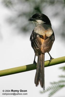 Long-tailed Shrike 

Scientific name - Lanius schach 

Habitat - Common in open country and scrub where it perches conspicuously on bushes and dead trees, at all elevations.
