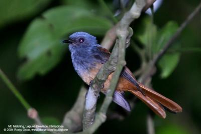 Blue-headed Fantail 
(a Philippine endemic) 

Scientific name - Rhipidura cyaniceps 

Habitat - Common in forest up to 2000 m. 

