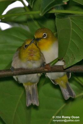 Lowland White-Eye 
(a near Philippine endemic)

Scientific name: Zosterops meyeni 

Habitat: Common in lowlands in second growth, scrub and gardens. 


