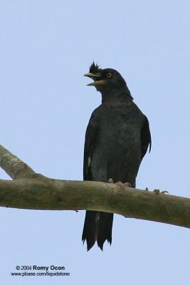 Crested Mynah 

Scientific name: Acridotheres cristatellus 

Habitat: Open country and agricultural land.
