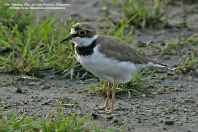 Little Ringed-Plover 

Scientific name - Charadrius dubius 

Habitat - Common, from ricefields to river beds. 


