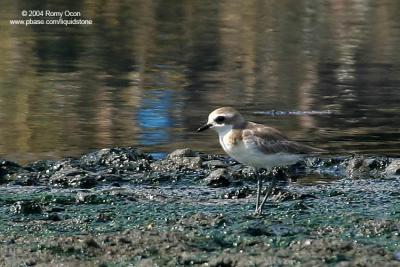 Lesser Sand-Plover

Scientific name - Charadrius mongolus

Habitat - Along the coast on exposed mud, sand and coral flats.