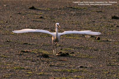 Little Egret 

Scientific name: Egretta garzetta 

Habitat: Common in coastal marsh and tidal flats to ricefields. 

