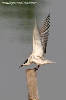 Whiskered Tern 

Scientific name: Chlidonias hybridus 

Habitat: Bays, tidal flats to ricefields. 
