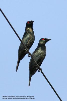 Asian Glossy Starling 
(Adults) 

Scientific name - Aplonis panayensis 

Habitat - Common in the lowlands from second growth to downtown in cities.
