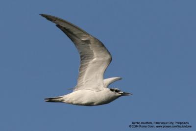 Whiskered Tern 

Scientific name: Chlidonias hybridus 

Habitat: Bays, tidal flats to ricefields. 

