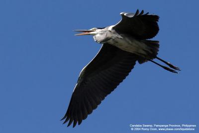 Grey Heron 

Scientific name - Ardea cinerea 

Habitat - Uncommon in wetlands.
