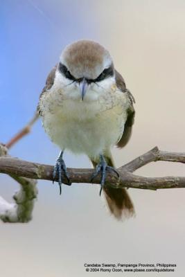 Brown Shrike 

Scientific name - Lanius cristatus 

Habitat - Common in all habitats at all elevations.

[with Tamron 1.4x TC, 700 mm focal length]