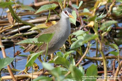 White-browed Crake 

Scientific name - Porzana cinerea 

Habitat - Common in wide variety of wetlands from ricefields to tidal marshes and edges to lakes. 

[with Tamron 1.4x TC, 560 mm focal length]