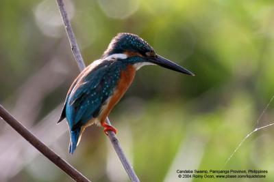 Common Kingfisher 

Scientific Name - Alcedo atthis 

Habitat - Along coasts, fish ponds and open rivers. 

[with Tamron 1.4x TC, 560 mm focal length]