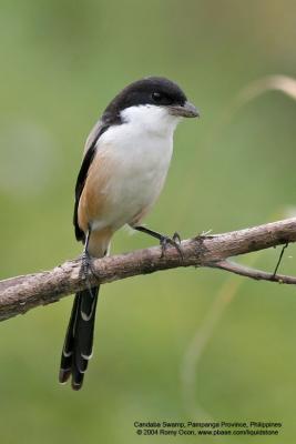 Long-tailed Shrike 

Scientific name - Lanius schach 

Habitat - Common in open country and scrub. 

