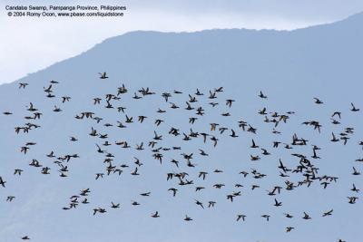 Garganey 

Scientific name - Anas querquedula 

Habitat - Common in fresh water marshes and shallow lakes. 

[with Tamron 1.4x TC, 560 mm focal length]
