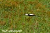 Pheasant-Tailed Jacana 

Scientific name - Hydrophasianus chirurgus 

Habitat - Locally common in wetlands with floating and emergent vegetation. 

