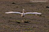 Little Egret
Scientific name: Egretta garzetta
Habitat: Common in coastal marsh and tidal flats to ricefields.